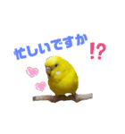 インコのMAXくん5（個別スタンプ：1）