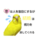 インコのMAXくん5（個別スタンプ：2）