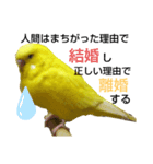インコのMAXくん5（個別スタンプ：3）
