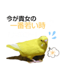 インコのMAXくん5（個別スタンプ：4）
