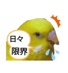 インコのMAXくん5（個別スタンプ：5）