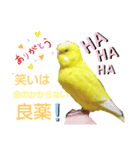 インコのMAXくん5（個別スタンプ：7）
