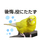 インコのMAXくん5（個別スタンプ：8）