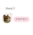 ねこも一緒にLINEしてくれるスタンプ恋愛編（個別スタンプ：3）