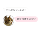 ねこも一緒にLINEしてくれるスタンプ恋愛編（個別スタンプ：5）