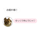 ねこも一緒にLINEしてくれるスタンプ恋愛編（個別スタンプ：8）