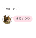 ねこも一緒にLINEしてくれるスタンプ恋愛編（個別スタンプ：13）