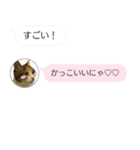 ねこも一緒にLINEしてくれるスタンプ恋愛編（個別スタンプ：31）