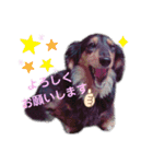 ミニチュアダックスフンドのるー。その②（個別スタンプ：3）