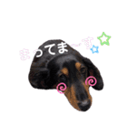 ミニチュアダックスフンドのるー。その②（個別スタンプ：7）