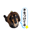ミニチュアダックスフンドのるー。その②（個別スタンプ：29）