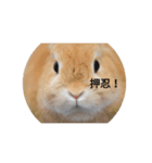 うさぎスタンプ01（個別スタンプ：2）
