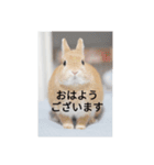 うさぎスタンプ01（個別スタンプ：3）