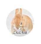 うさぎスタンプ01（個別スタンプ：4）