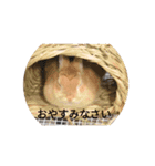 うさぎスタンプ01（個別スタンプ：7）