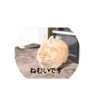 うさぎスタンプ01（個別スタンプ：8）