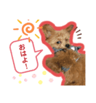 トイプードルのもぐ（個別スタンプ：7）