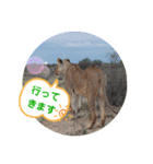 Animal Photo Stamps 2（個別スタンプ：1）