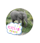Animal Photo Stamps 2（個別スタンプ：2）