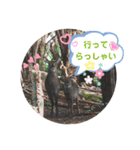 Animal Photo Stamps 2（個別スタンプ：3）