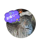 Animal Photo Stamps 2（個別スタンプ：4）