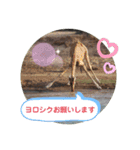 Animal Photo Stamps 2（個別スタンプ：5）