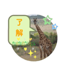 Animal Photo Stamps 2（個別スタンプ：6）