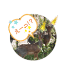Animal Photo Stamps 2（個別スタンプ：8）