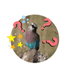 Animal Photo Stamps 2（個別スタンプ：9）