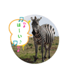 Animal Photo Stamps 2（個別スタンプ：10）