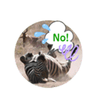 Animal Photo Stamps 2（個別スタンプ：11）