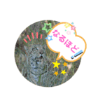 Animal Photo Stamps 2（個別スタンプ：12）