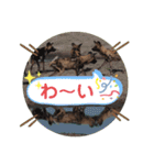 Animal Photo Stamps 2（個別スタンプ：13）