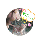Animal Photo Stamps 2（個別スタンプ：14）