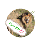 Animal Photo Stamps 2（個別スタンプ：15）