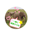 Animal Photo Stamps 2（個別スタンプ：16）