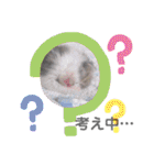 保護猫 ミイナスタンプ（個別スタンプ：1）