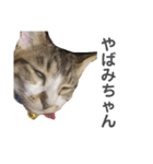 保護猫 ミイナスタンプ（個別スタンプ：3）