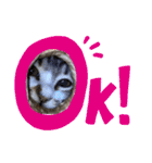 保護猫 ミイナスタンプ（個別スタンプ：6）