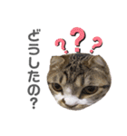 保護猫 ミイナスタンプ（個別スタンプ：9）