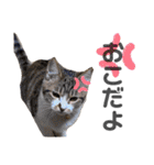 保護猫 ミイナスタンプ（個別スタンプ：11）