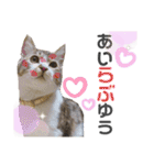 保護猫 ミイナスタンプ（個別スタンプ：15）