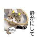 保護猫 ミイナスタンプ（個別スタンプ：17）