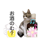 保護猫 ミイナスタンプ（個別スタンプ：20）