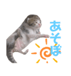 保護猫 ミイナスタンプ（個別スタンプ：22）