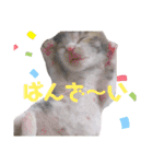 保護猫 ミイナスタンプ（個別スタンプ：23）
