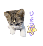 保護猫 ミイナスタンプ（個別スタンプ：24）