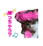 保護猫 ミイナスタンプ（個別スタンプ：26）