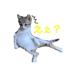 保護猫 ミイナスタンプ（個別スタンプ：27）
