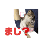 保護猫 ミイナスタンプ（個別スタンプ：28）